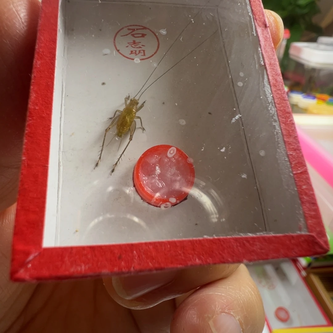 蟋蟀一只石老师中须冬黄