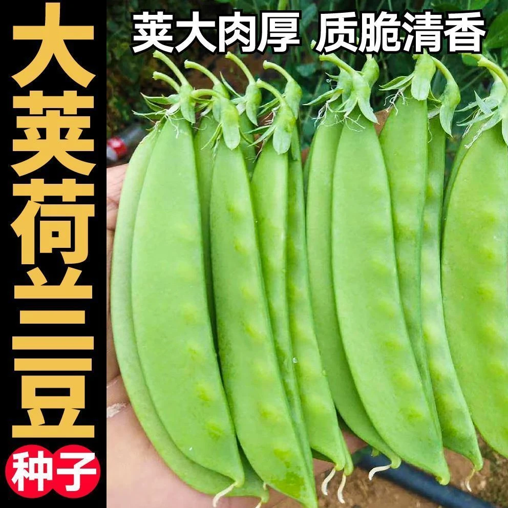 【荷兰豆种子】一包也包邮下单送肥料