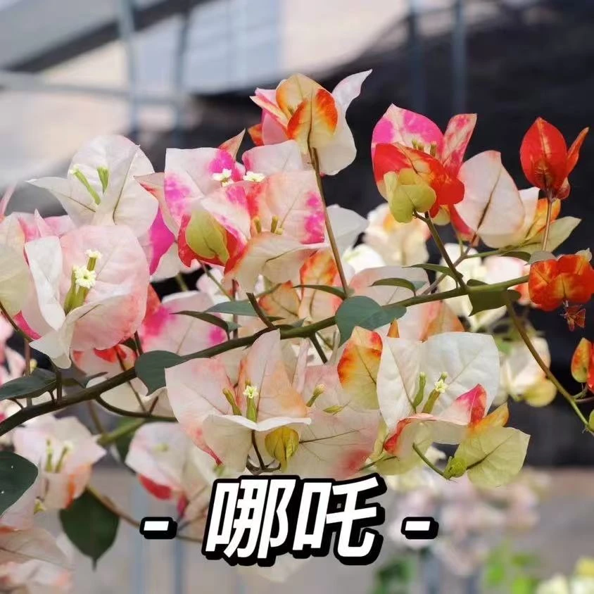 (哪吒）网红款三角梅勤花品种四季开花好养易活原盆原土发货