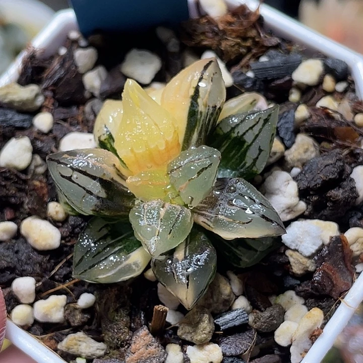 665西瓜寿锦特选福利