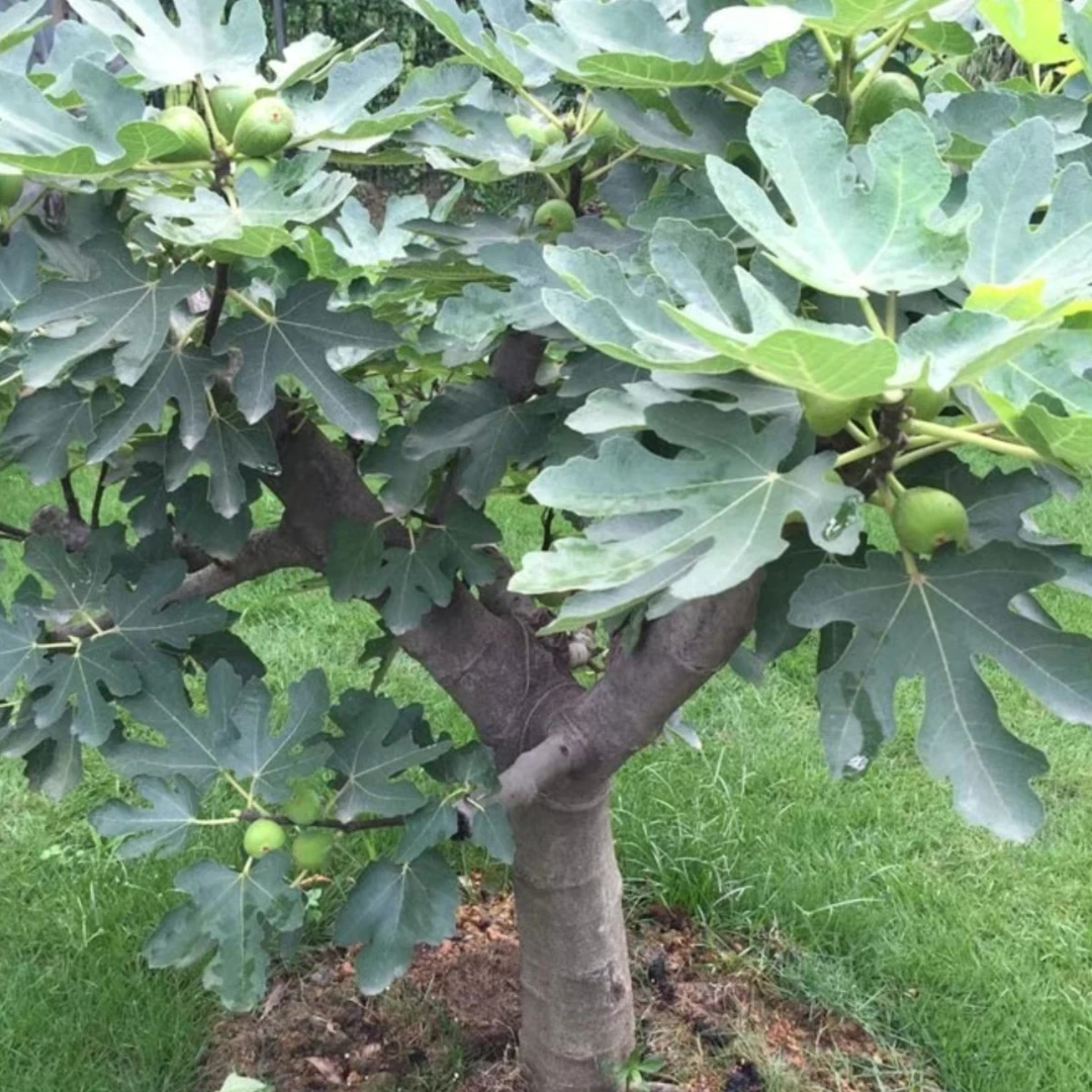 无花果老桩树型好看，多年大树