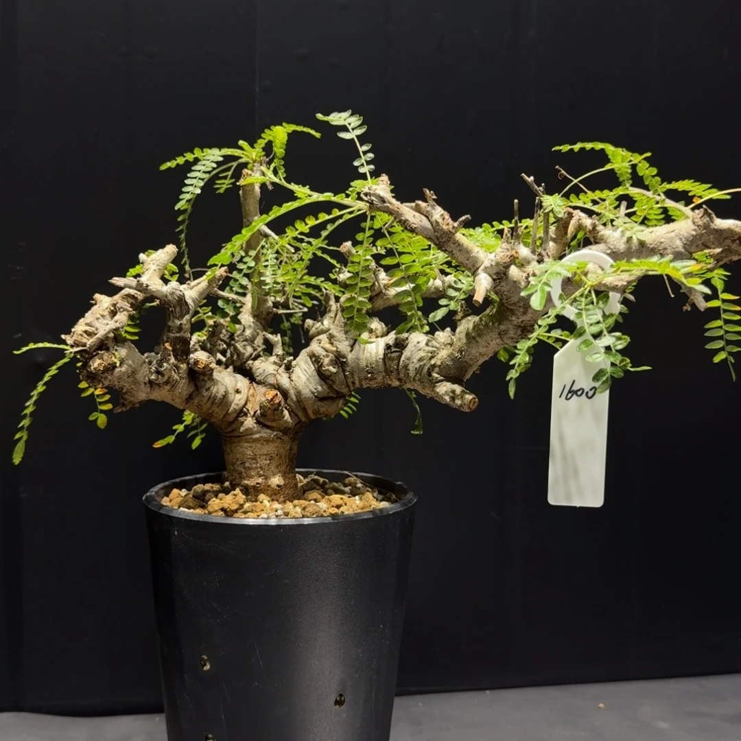 _****尼勒达乳香带盆土