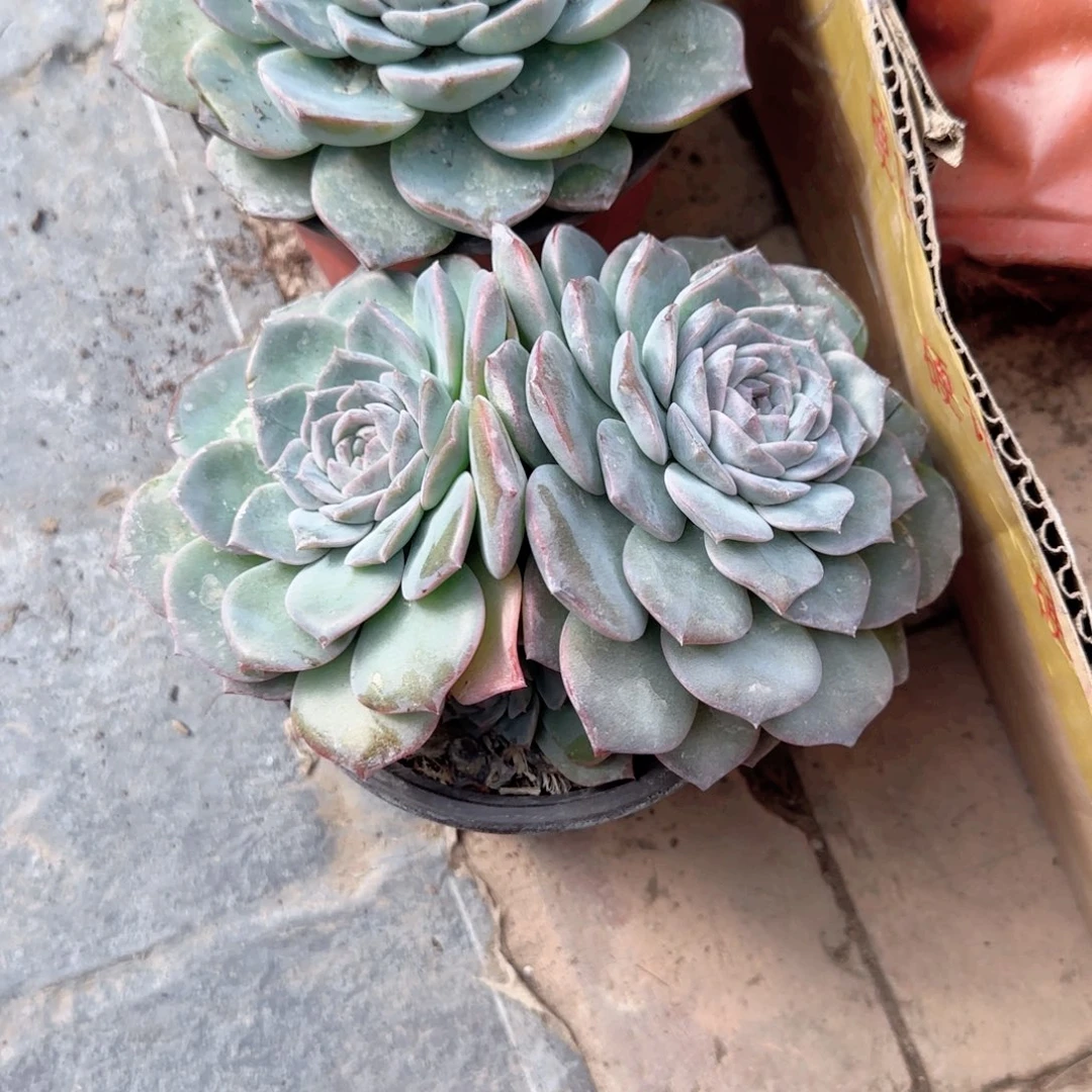 无花朵恩宠大三头