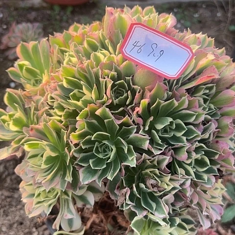 多肉植物雨花石46