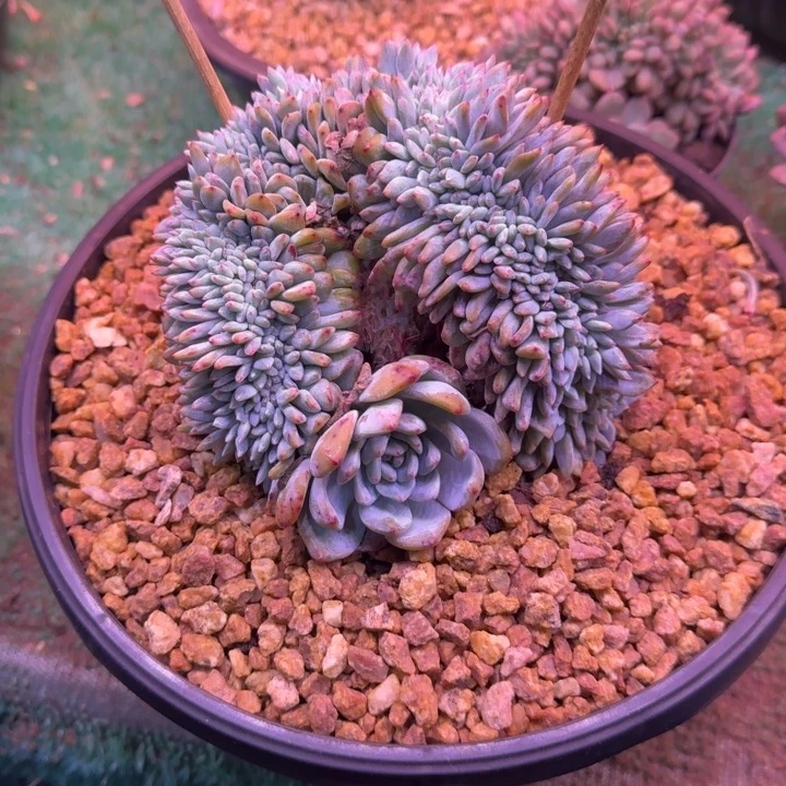 星影树缀无砍多肉