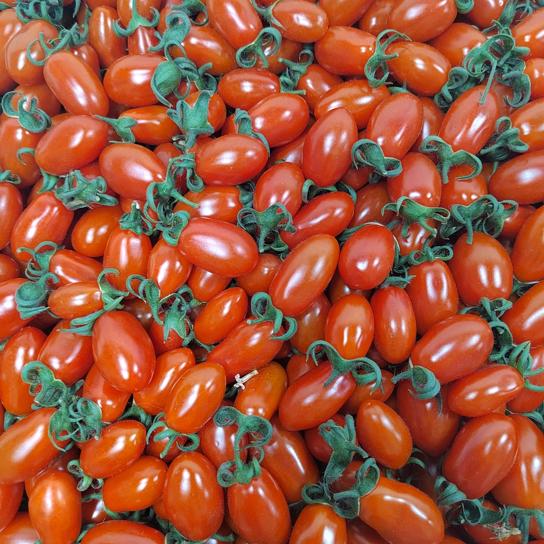 大连本地新品种409小柿子4斤顺丰包邮