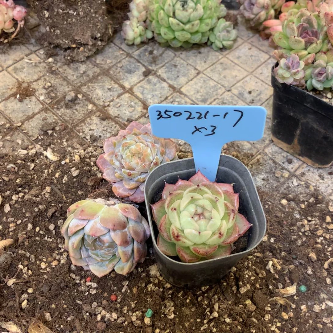 崽***?350221-17杂交3