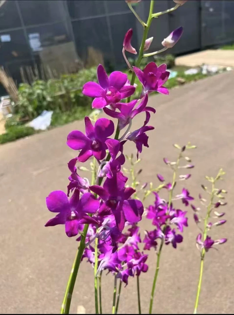 红珍珠石斛兰秋石斛带花带花苞双花剑