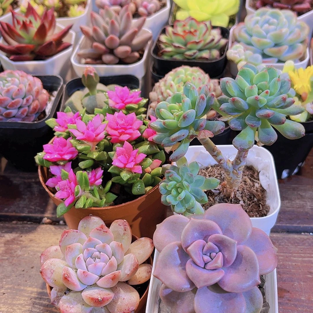 吹雪➕蓝苹果多➕阿尔巴➕紫乐