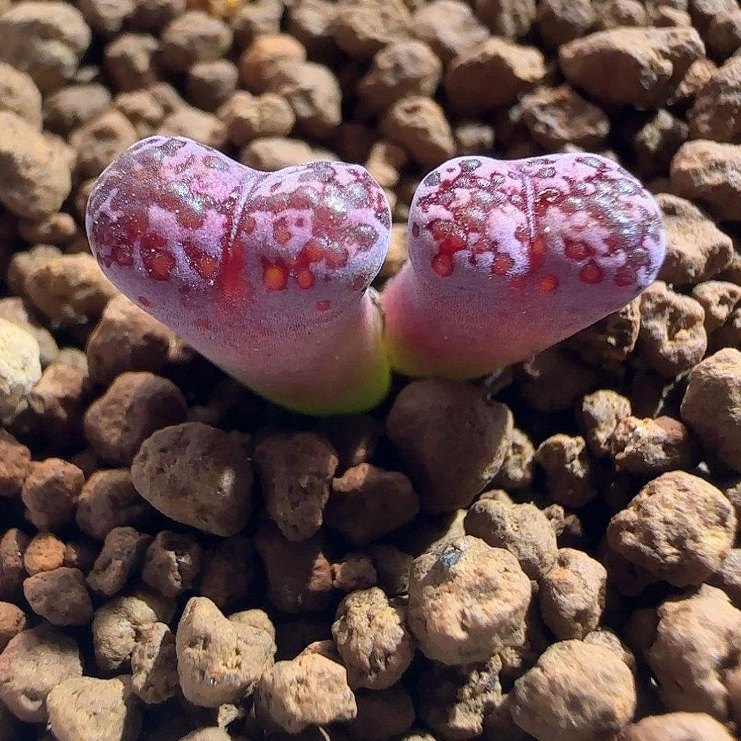 哈哈哈哈哈哈哈50646