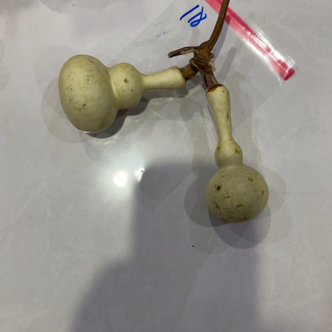 S***y青皮不包成青皮不包成