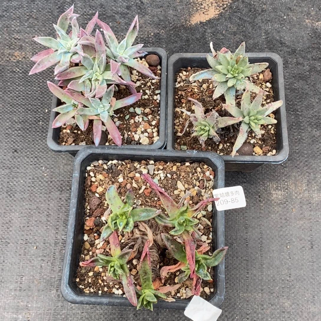 85号三颗组合小可爱