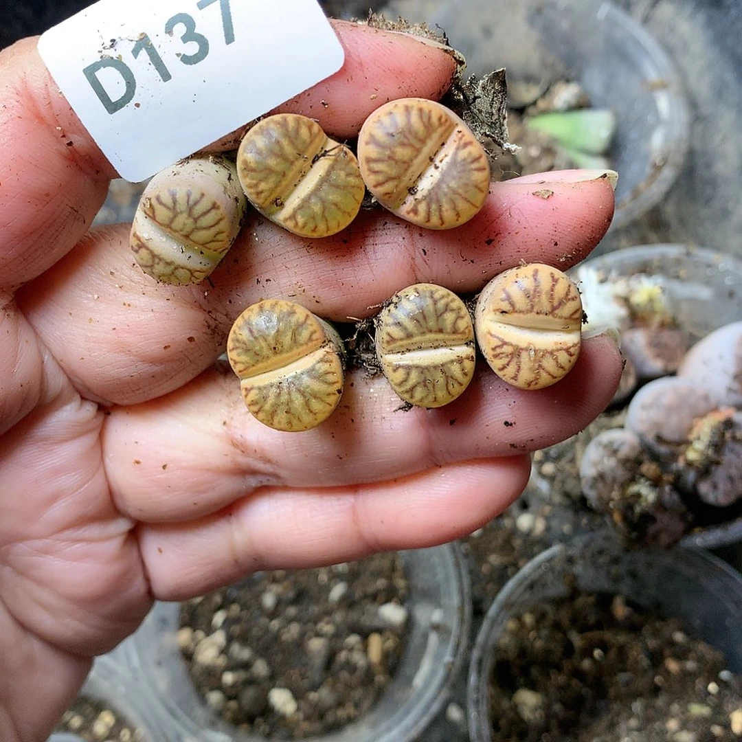 D137多肉植物保护