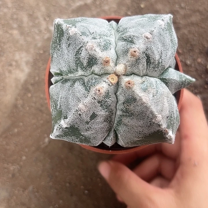 真***彩实生鸾凤玉一物一拍