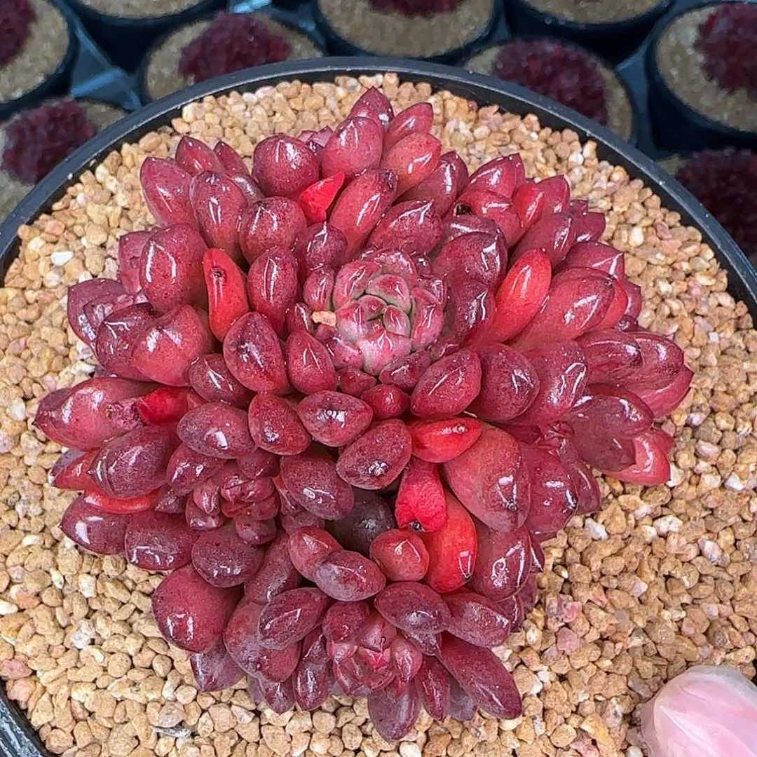 从前慢甄选多肉编号0201-红宝石