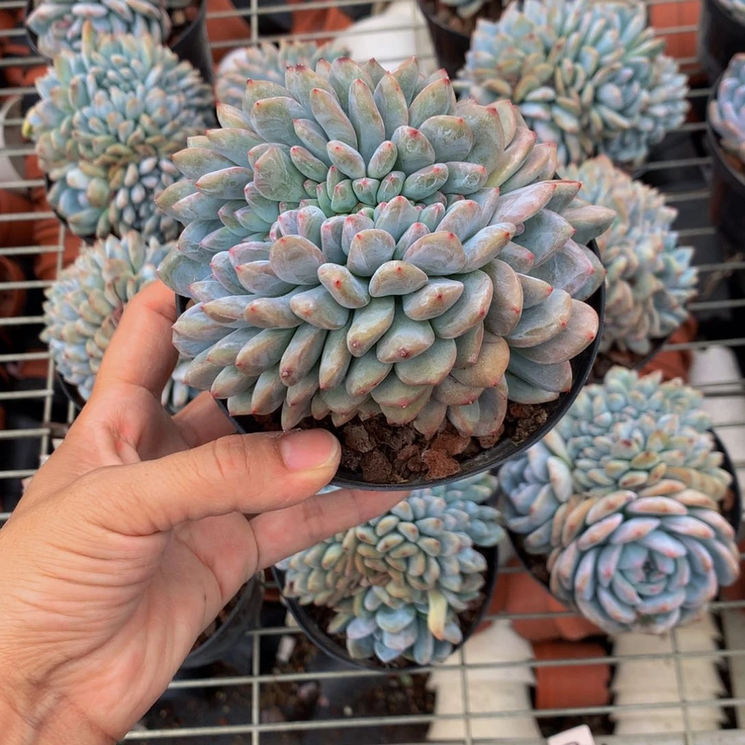沿****国53046嗯嗯嗯好喜欢我