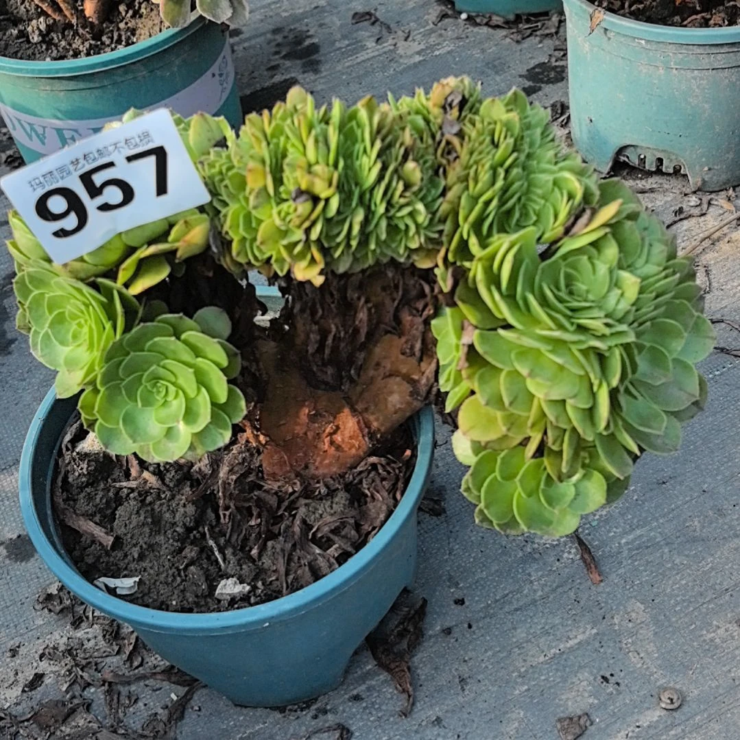 957万拉丝缀花2-11