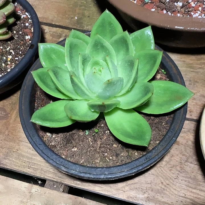 美肉特价活动开始啦