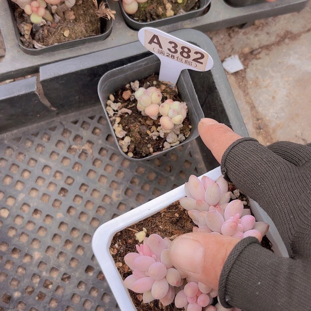 A382萤火虫一物一拍