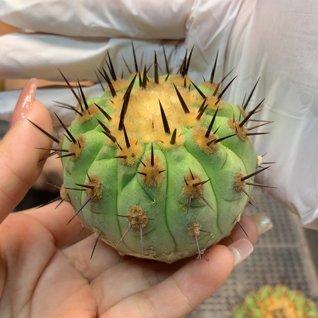 黑王 整体7.5公分起发 无根