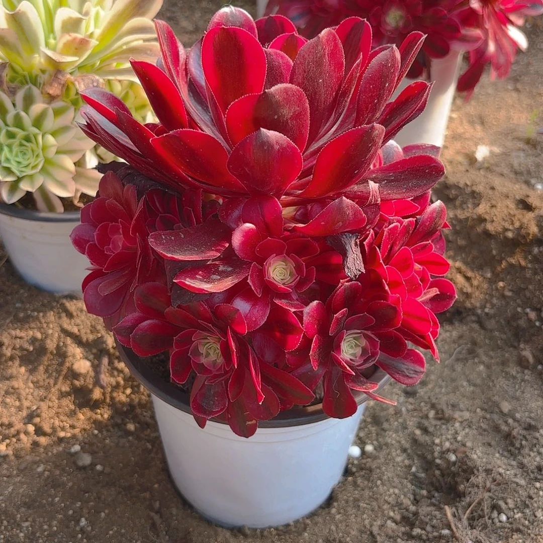 美杜莎多肉植物手捧