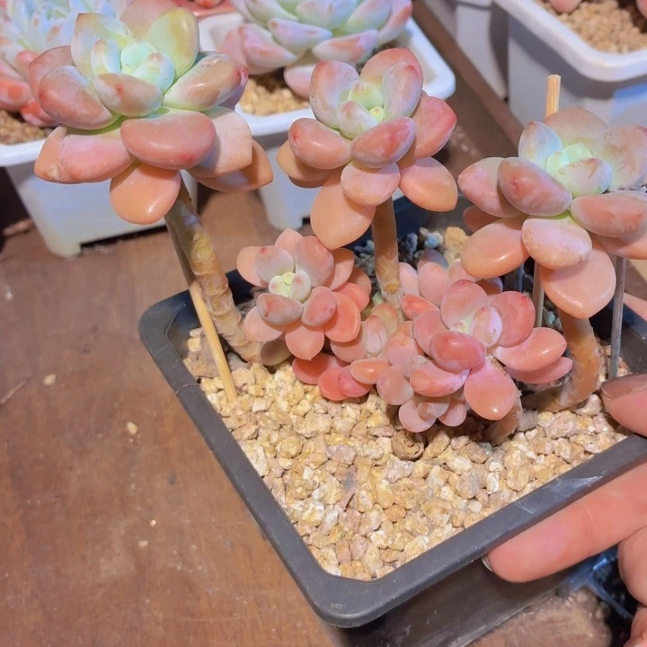 红洛神叶展面11厘米