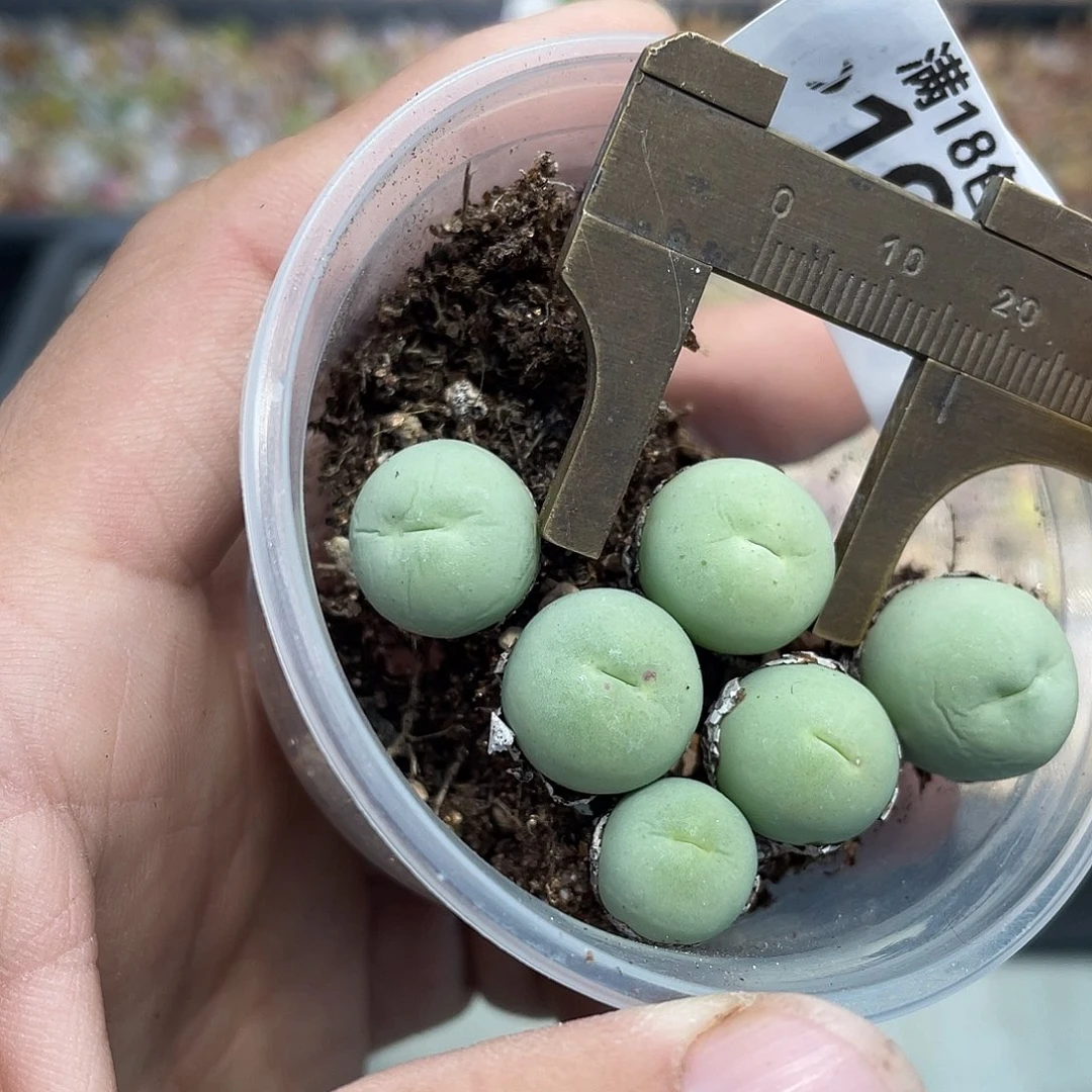 当天凑满十八元包邮19