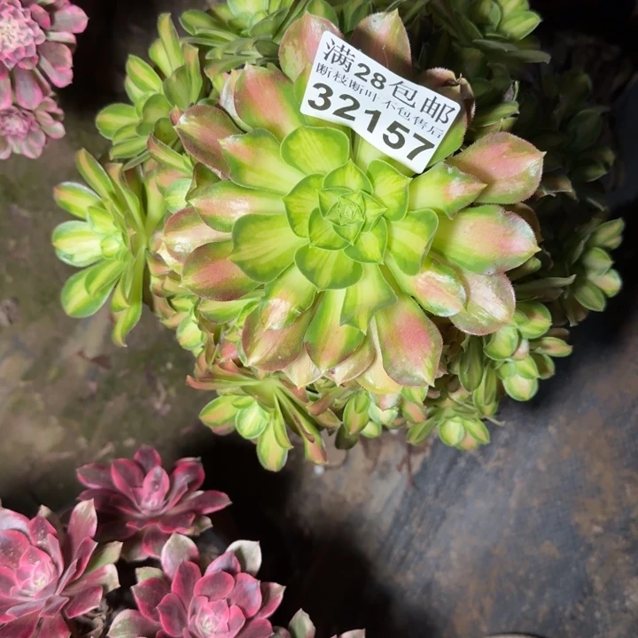 32157韶华多肉植物