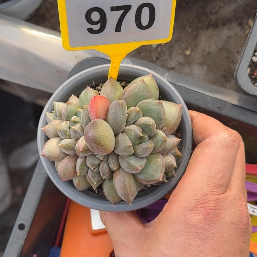 多肉植物红象牙970