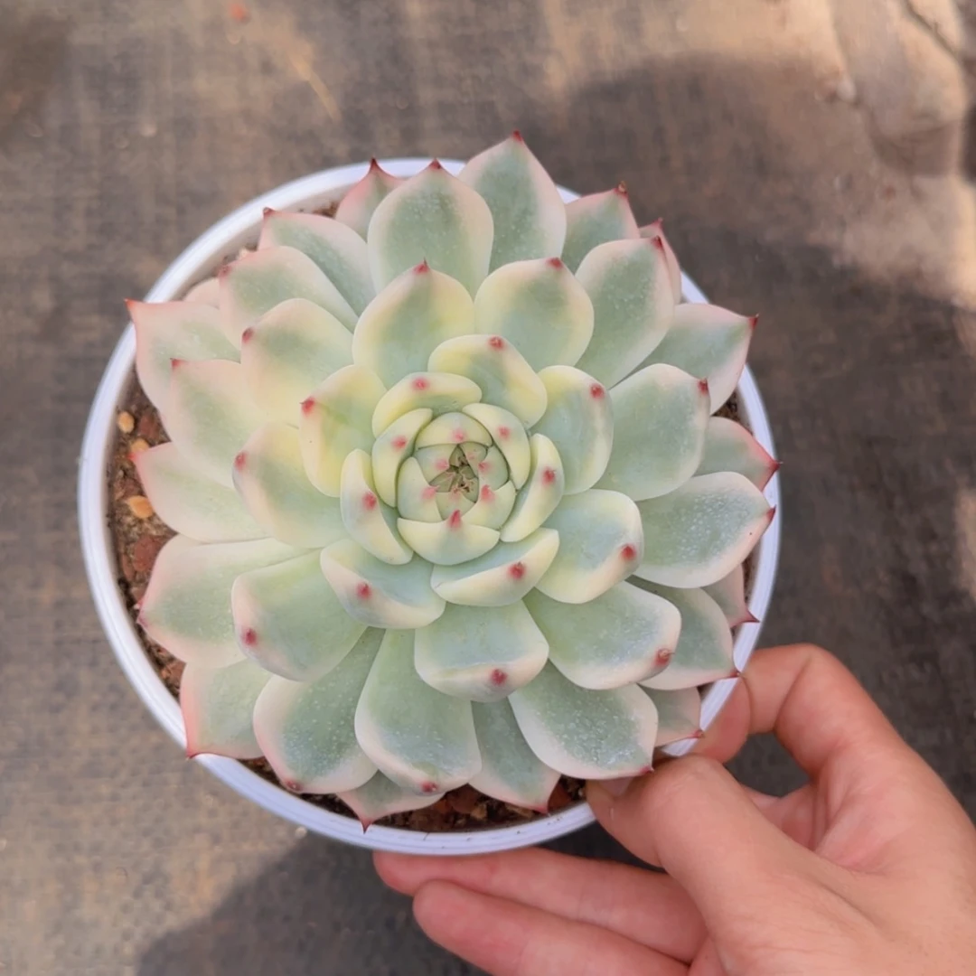 【闪购商品】吉娃娃锦99