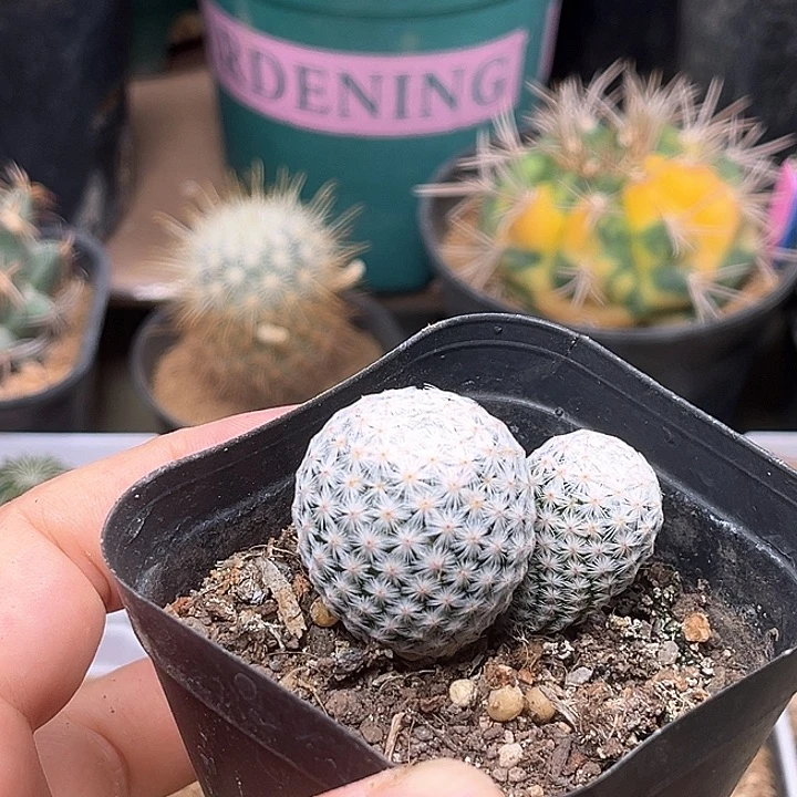 无花朵白鸟双头实生