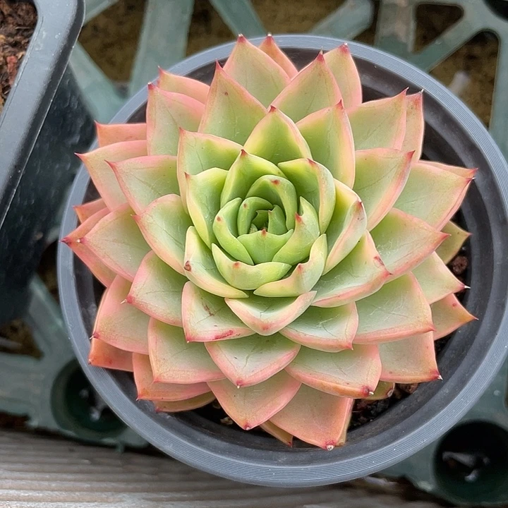 没***哥哈密瓜锦。锦龙园艺5