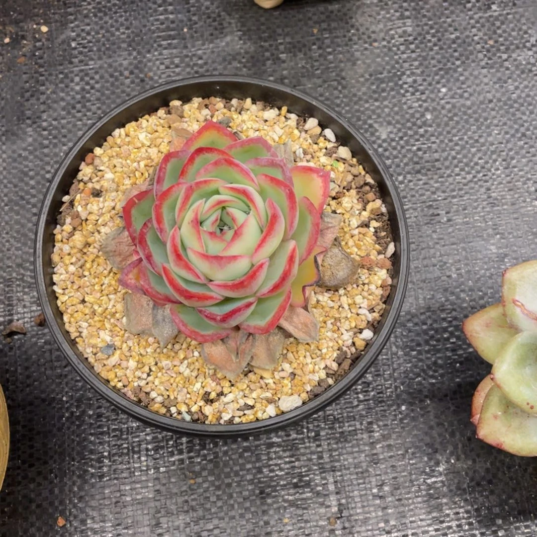 弥鹿之森一物一拍