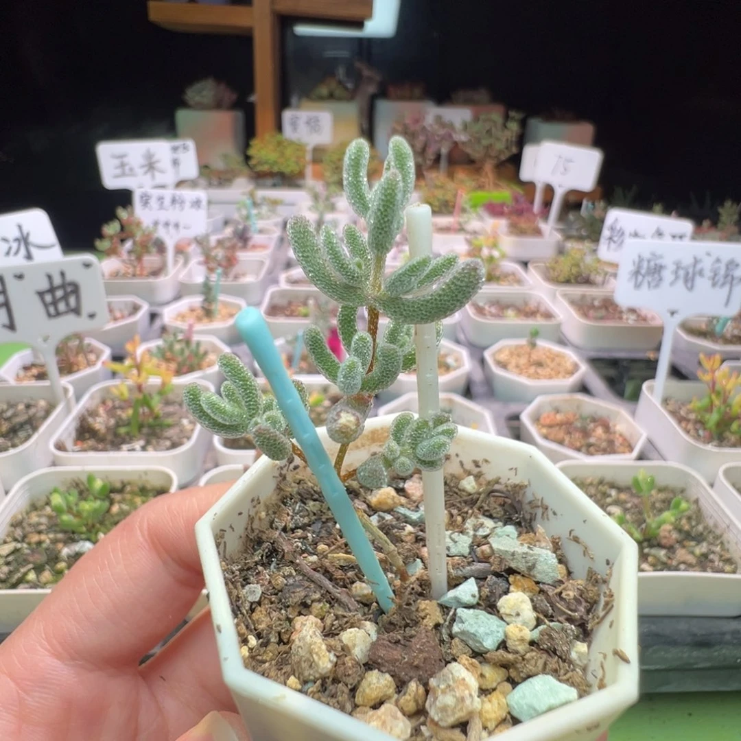 946实生粉冰晶，一年多，拍下不退不换