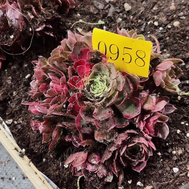 为**醉多肉植物福利0958