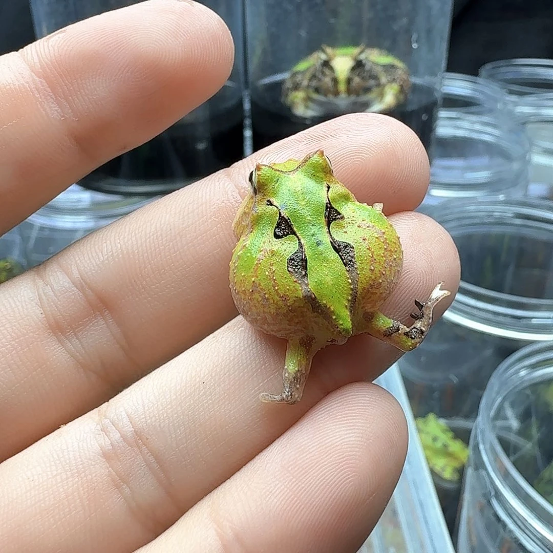 角蛙没左脚飞机腿残霸王
