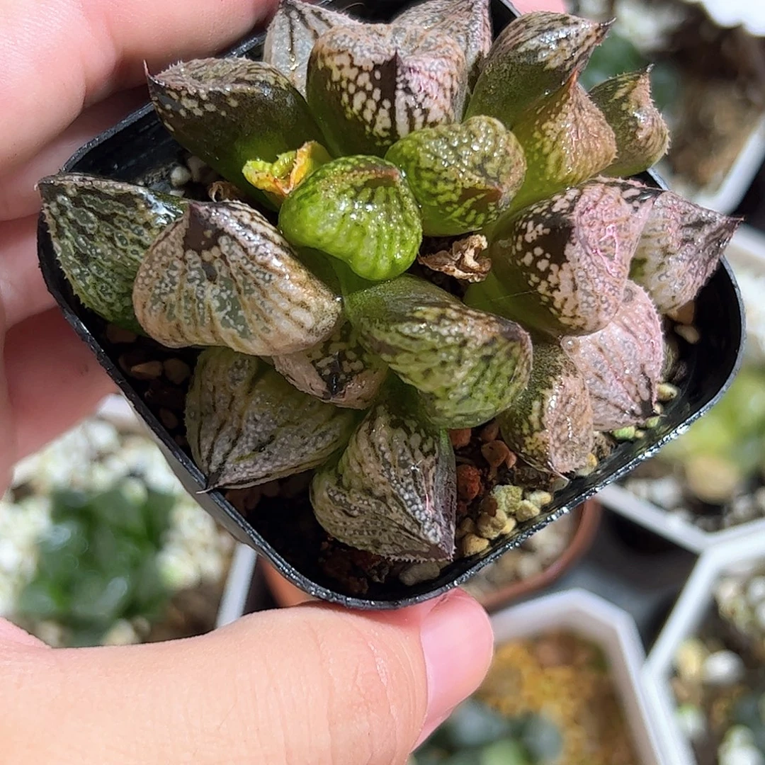 皇妃变异巨大化一头