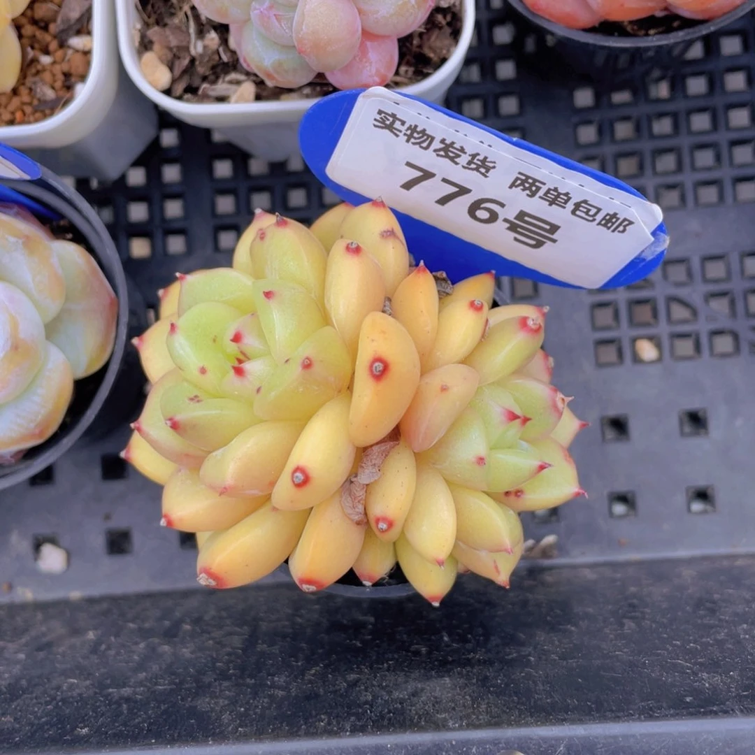 776号韩版金桔双头一个