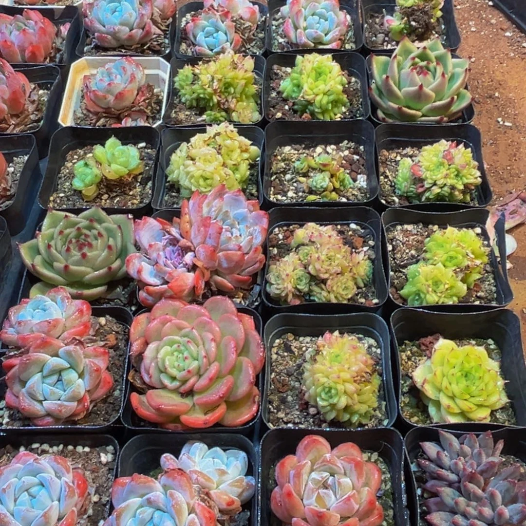 501大热天大风大浪的