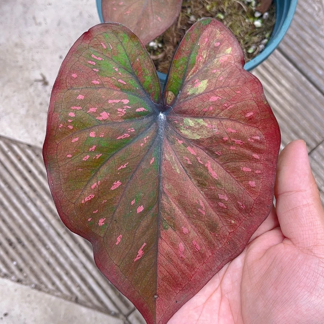 完全开放3705泰彩