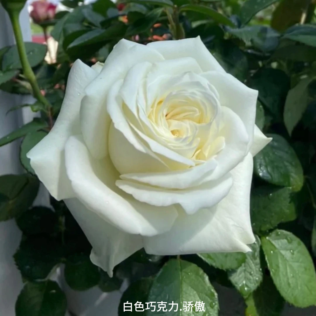 【白色巧克力.骄傲】白色大花浓香勤花切花扦插盆栽月季！