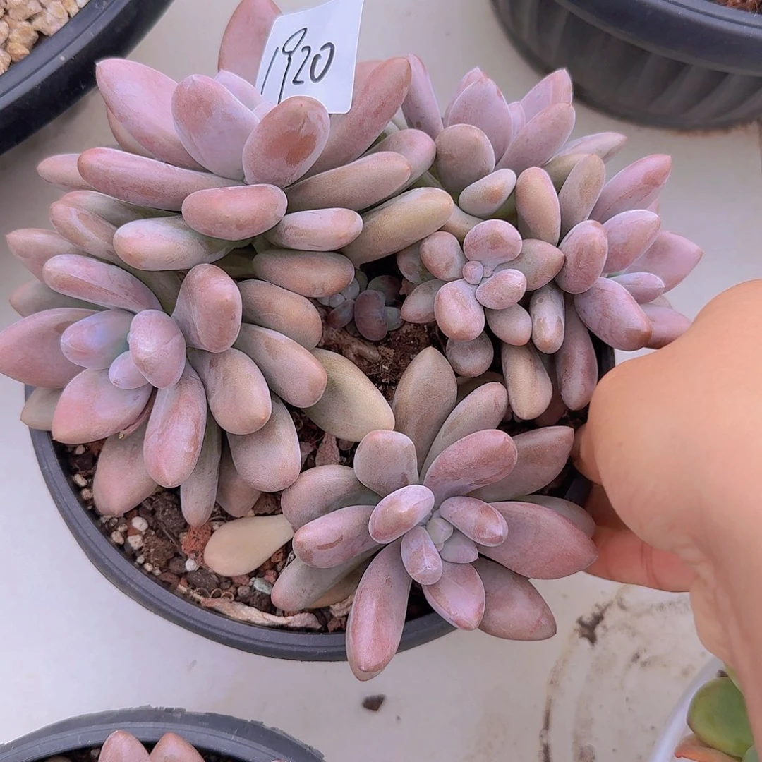 大***71920原始虞美人多肉植物