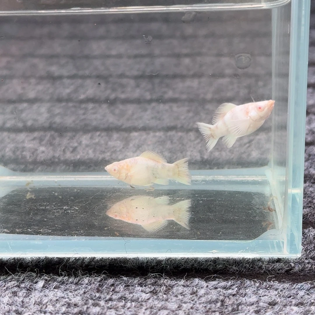 孔雀鱼小白虎粉钻玛丽一对22号