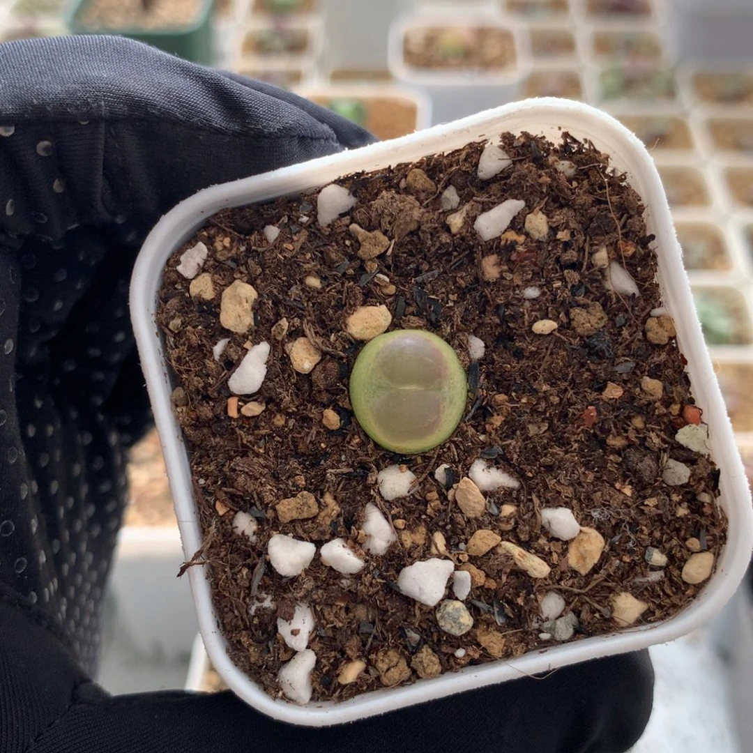 a282紫皮拉登一颗