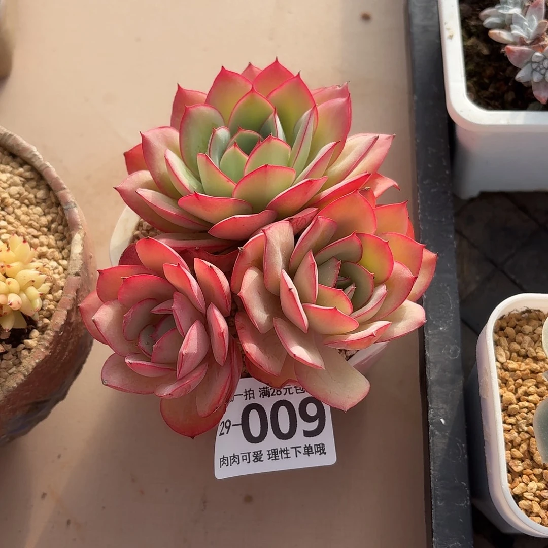 牡丹亭无盆土发货无