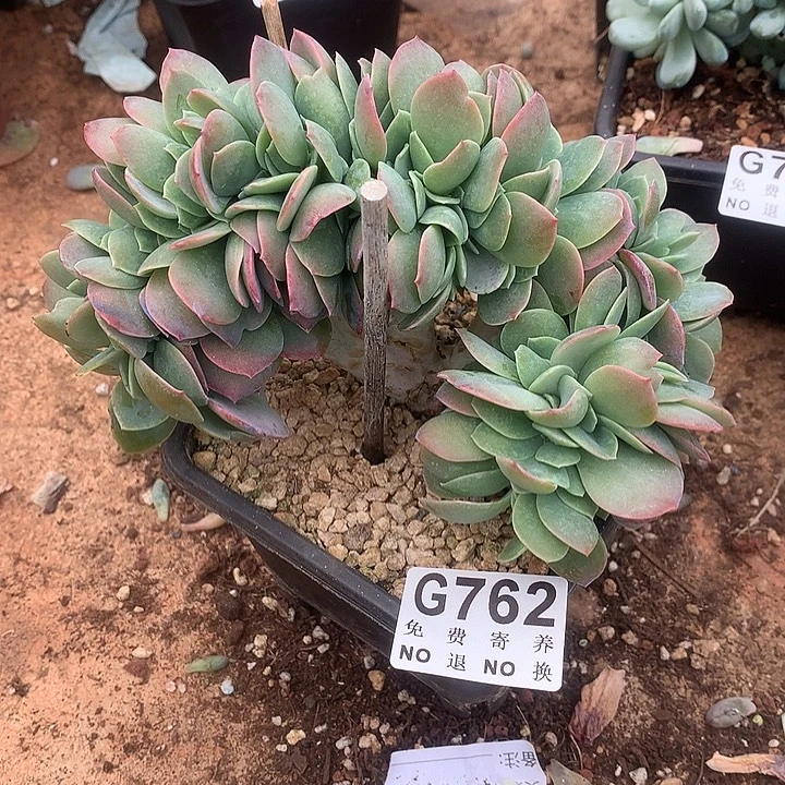白玉兰缀化 一物一拍 9.12后发