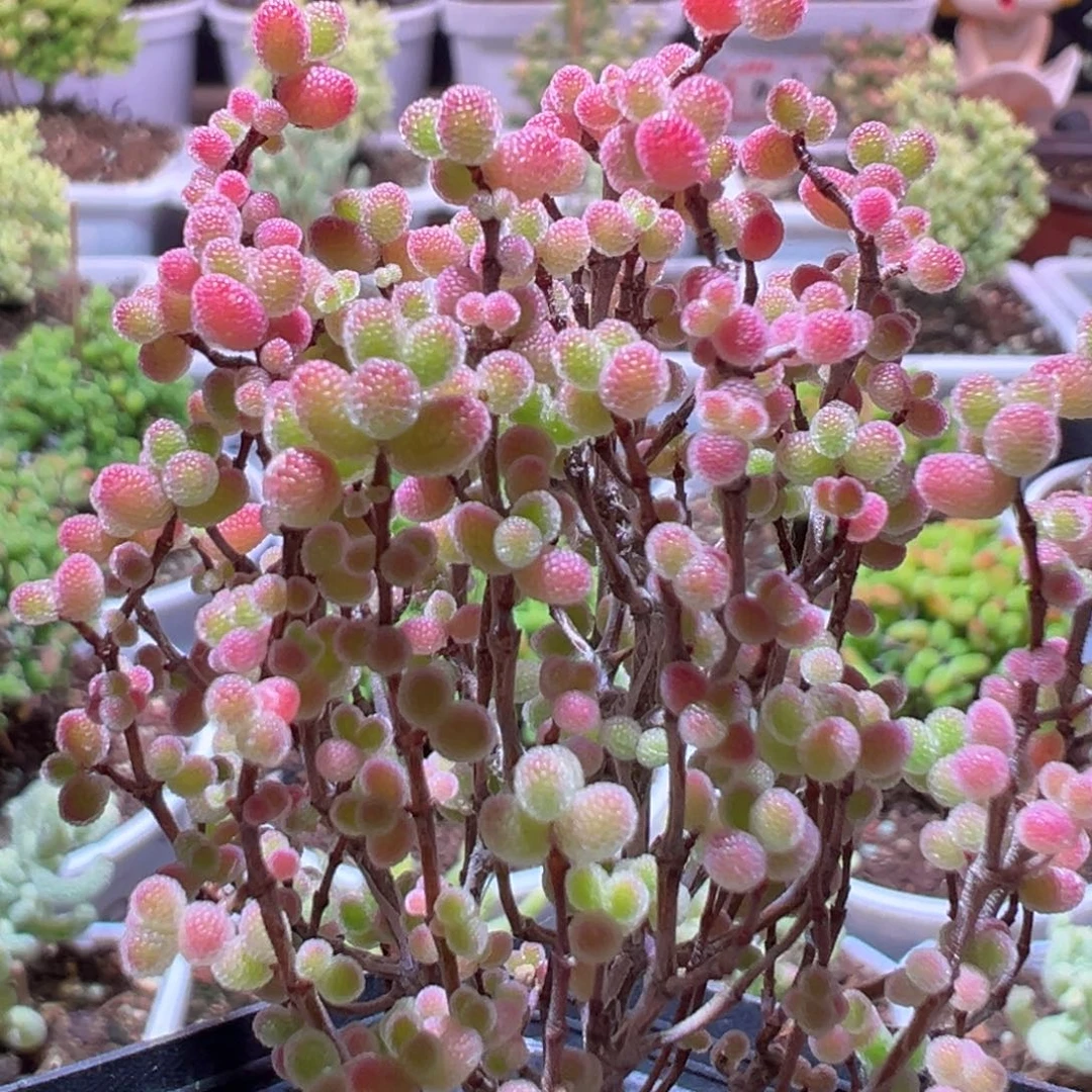 J301蜜橘带盆土发货一物一拍