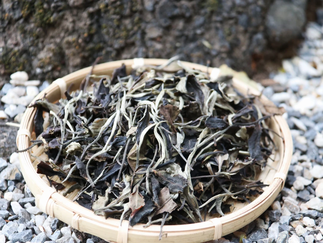 2024年云南大叶种古树白茶