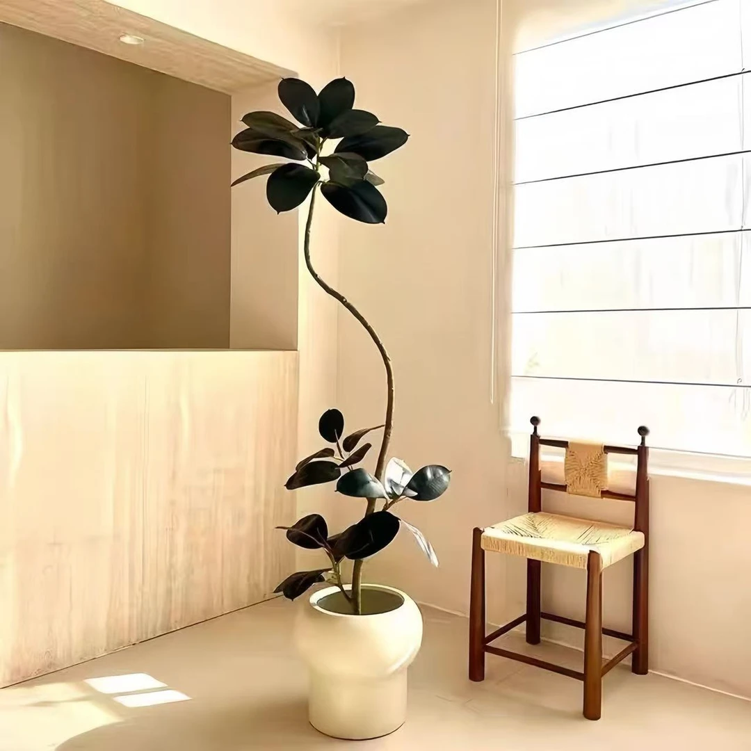 黑金刚橡皮树客厅阳台造型真花好养植物室内大型高级感绿植盆栽