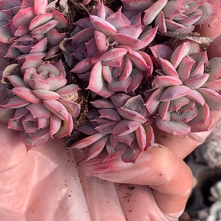 侧影5颗  双头   多给3颗包邮